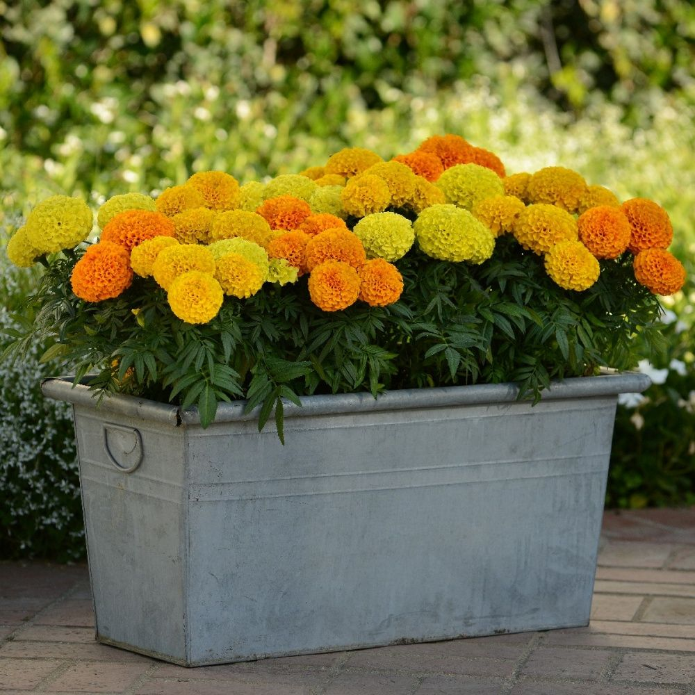 Marigolds in the garden