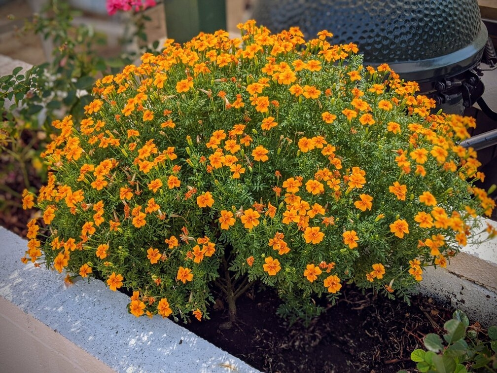 African marigolds