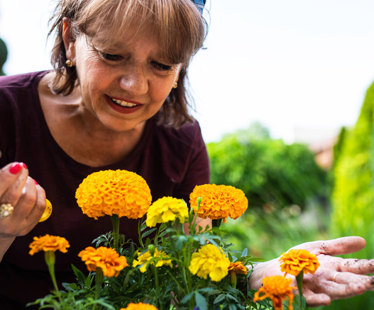 Marigolds Mystery: Your Garden's Hidden Treasure