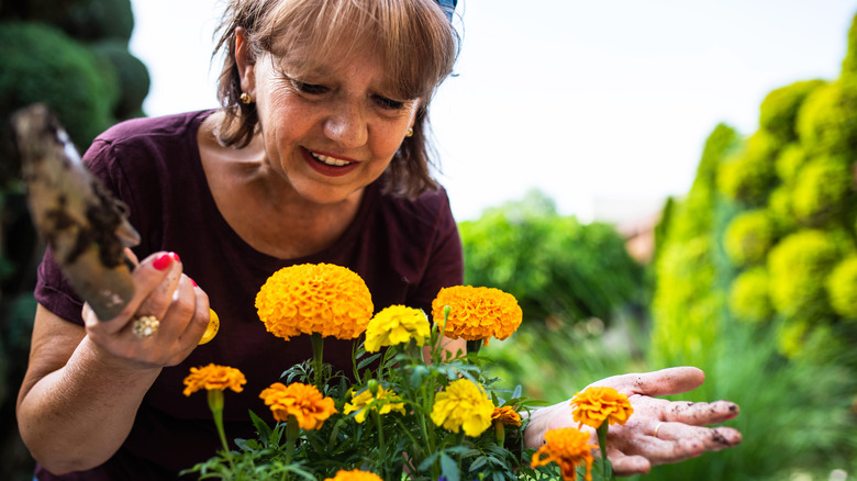 Marigolds Mystery: Your Garden's Hidden Treasure