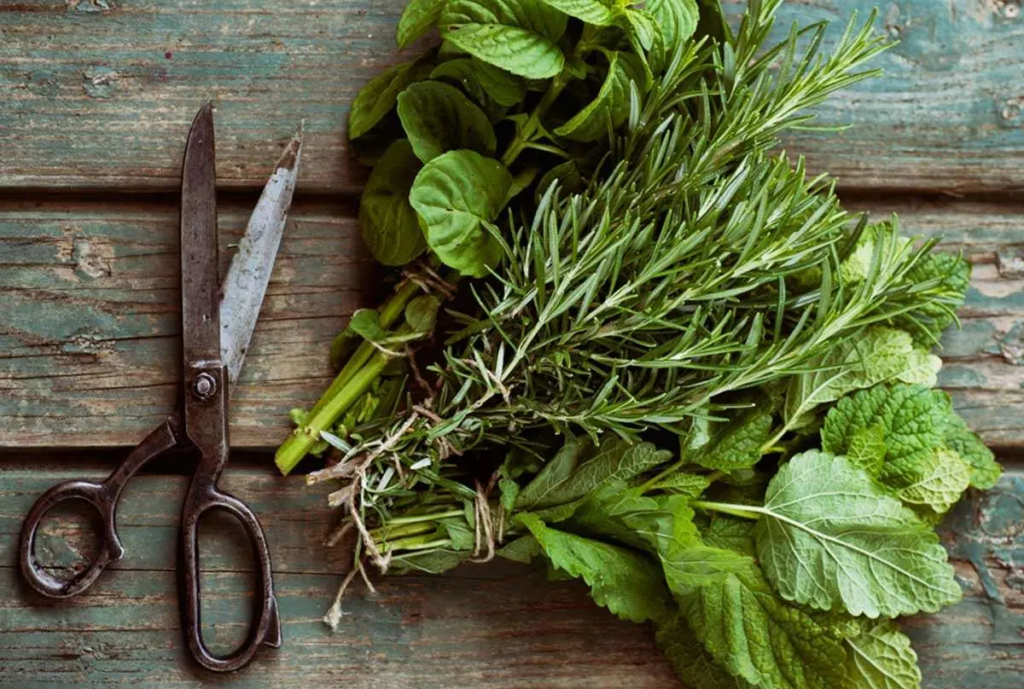 How to Preserve Herbs