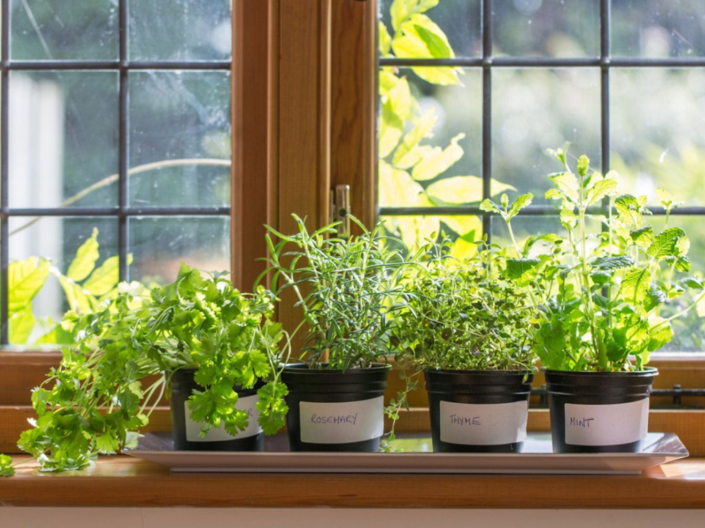 Best Herbs for a Home Garden