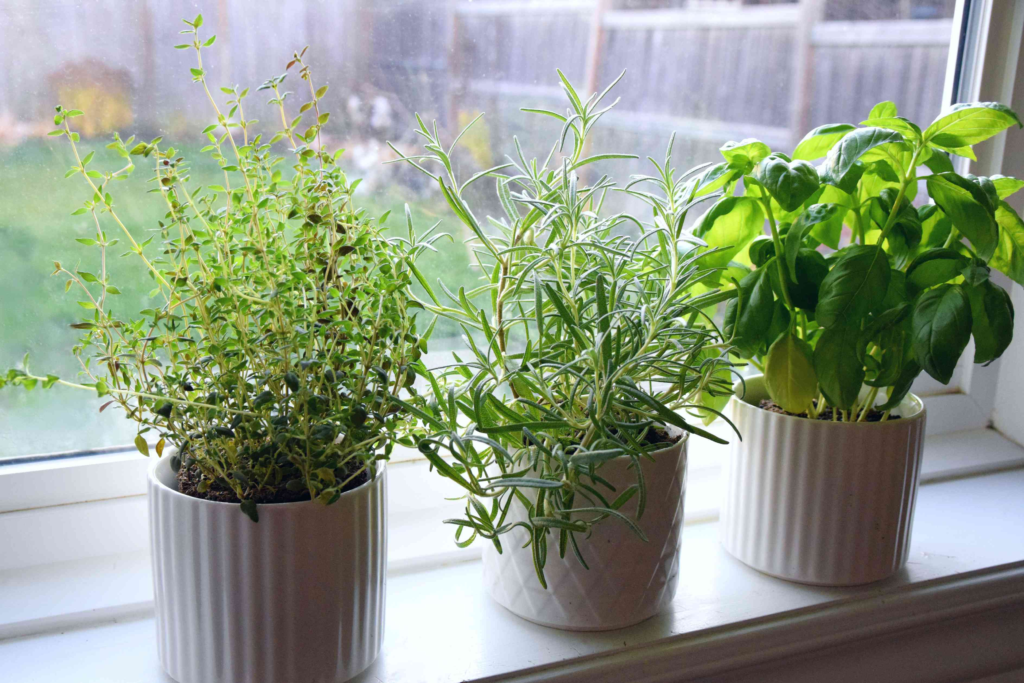 Winter Herb Garden