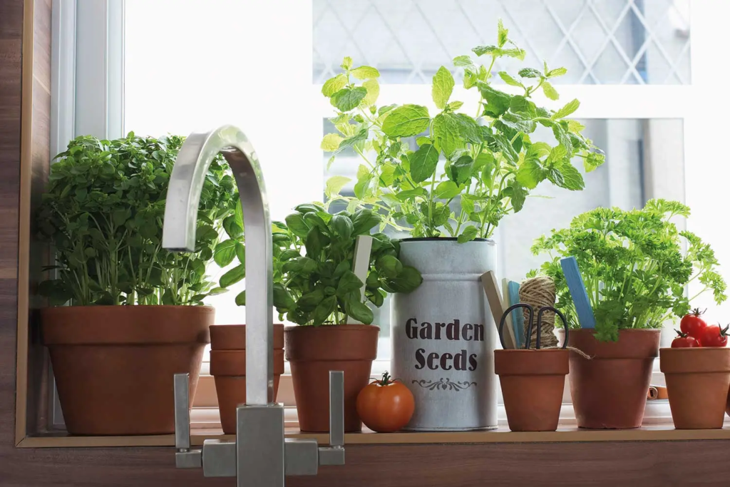 indoor windowsill herb garden