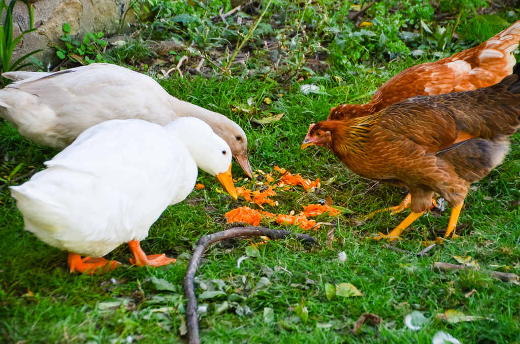 How to Feed Ducks and Chickens