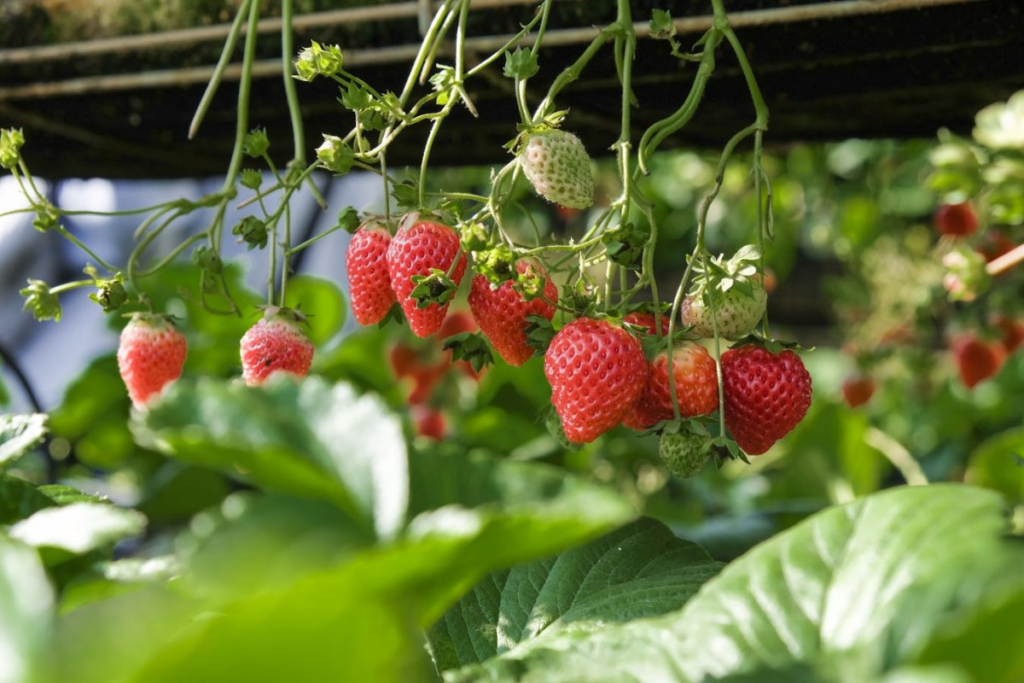 Strawberry Varieties for Greenhouses