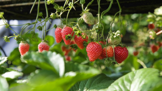 growing strawberries in a greenhouse