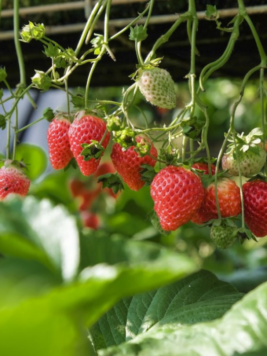 growing strawberries in a greenhouse