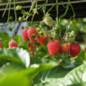 growing strawberries in a greenhouse