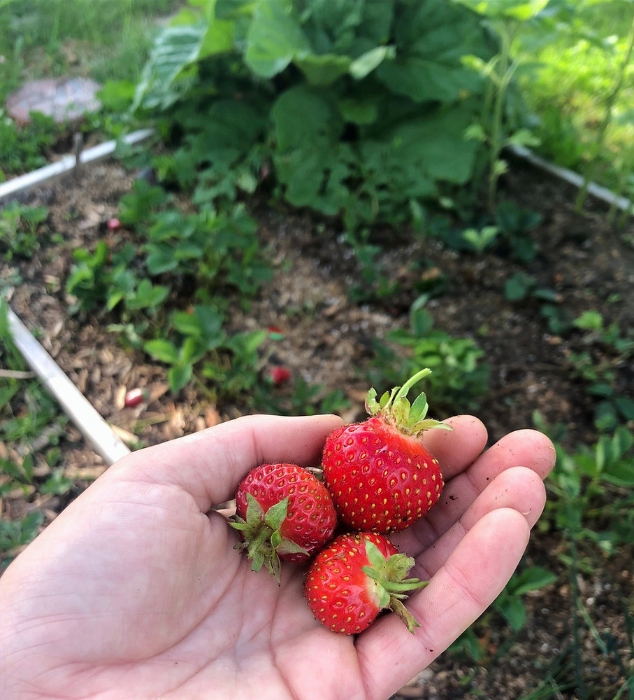 strawberries in the hand