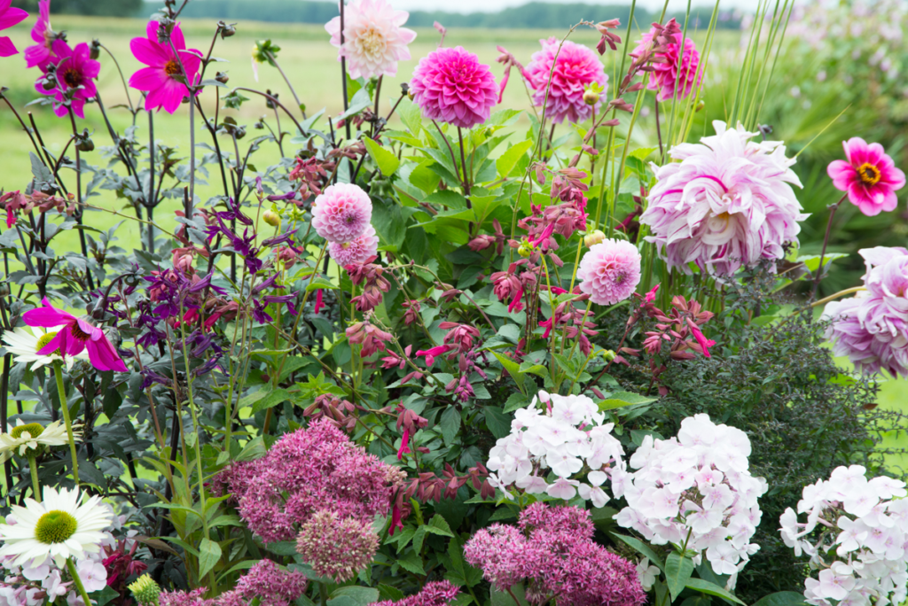 Dahlias close up