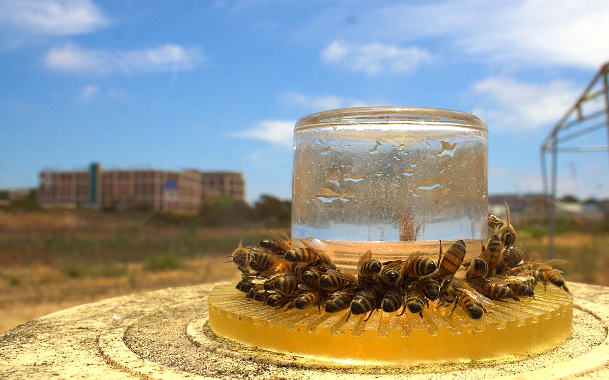 Fall Bee Feed