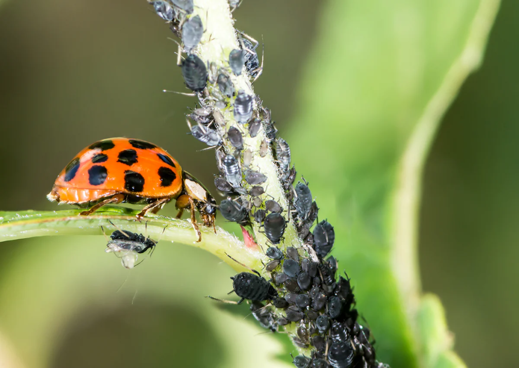 Ladybugs are excellent at keeping aphid populations in check