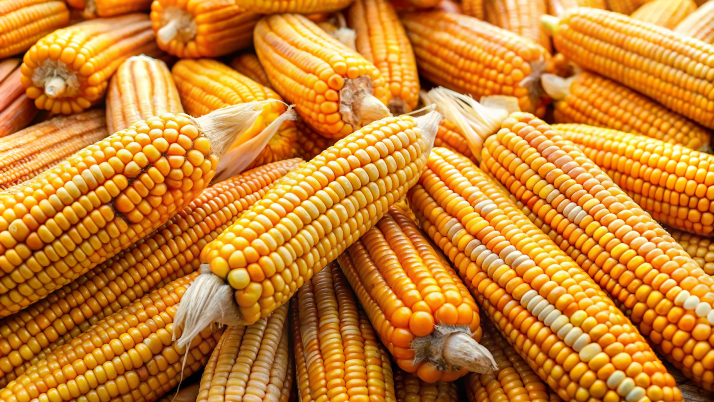 How To Save Corn Seeds A Detailed Guide For Future Harvests 2025 how-to-save-corn-seeds-a-detailed-guide-for-future-harvests-2025