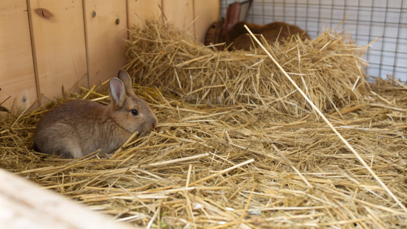 Choosing the Right Bedding