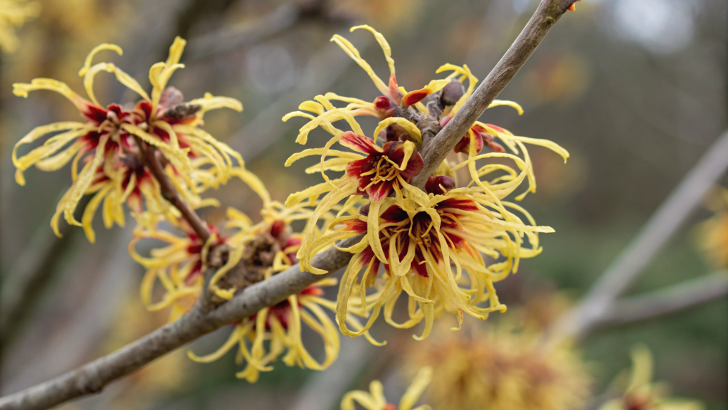 Witch Hazel