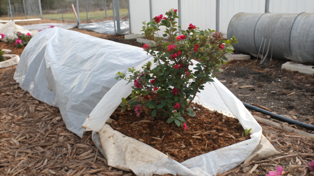 Creating insulation for bougainvillea outdoors