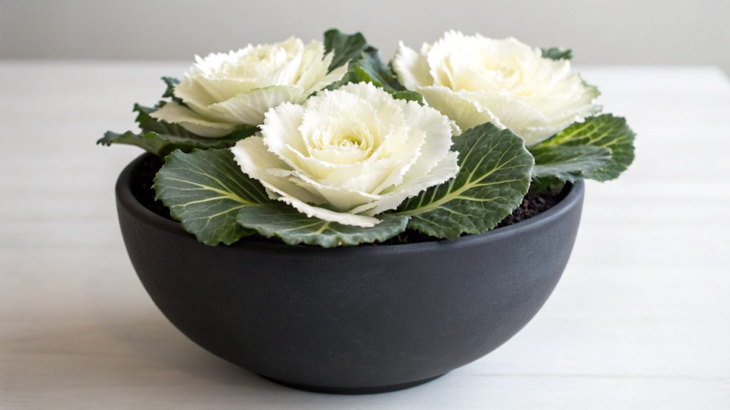 Minimalist Black Pot with White Ornamental Cabbage