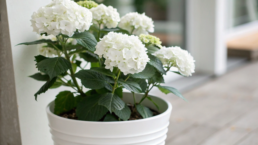 Minimalist White Pot Hydrangeas