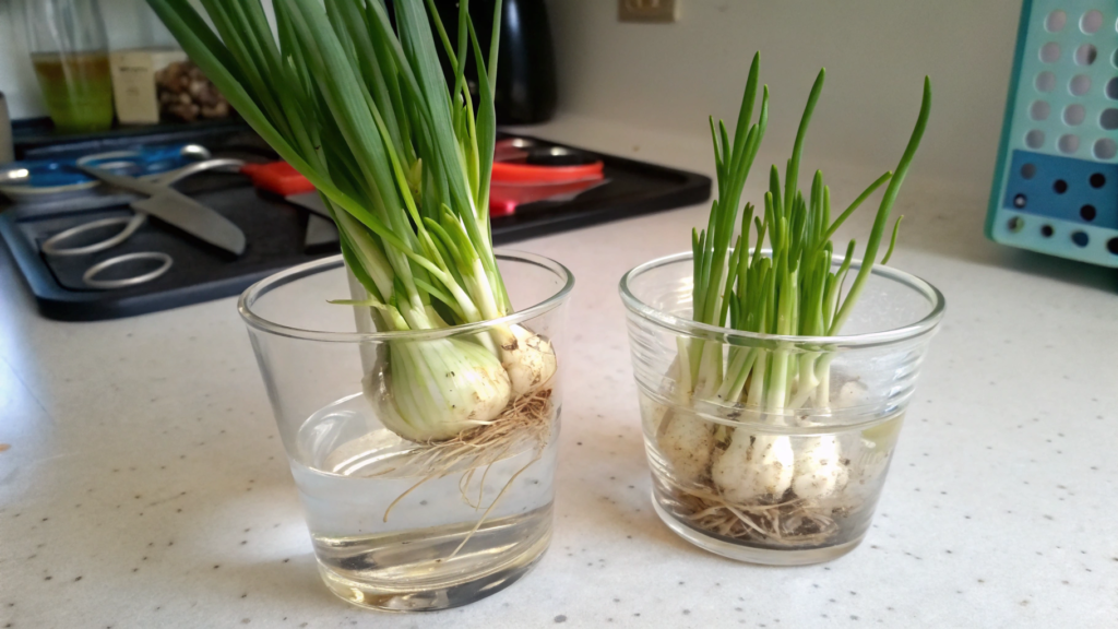 Green Onions Regrown From Kitchen Scraps