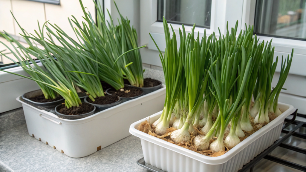 Scallions and Bunching Onions for Continuous Snips