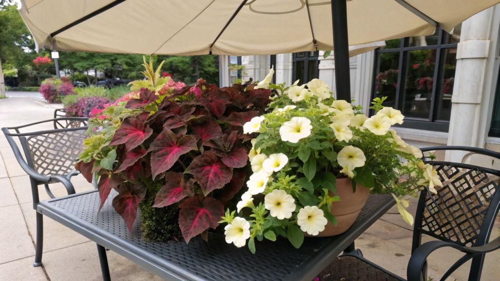 Partial Sun Petunia and Coleus High Contrast Mix