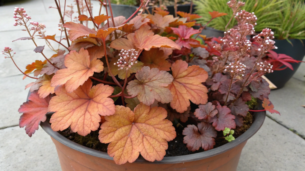 Sedum and Heuchera Copper Tones Pot