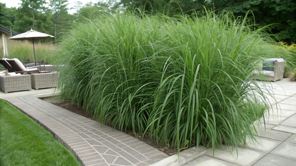 Citronella Grass Border Planting For A High Scent Perimeter