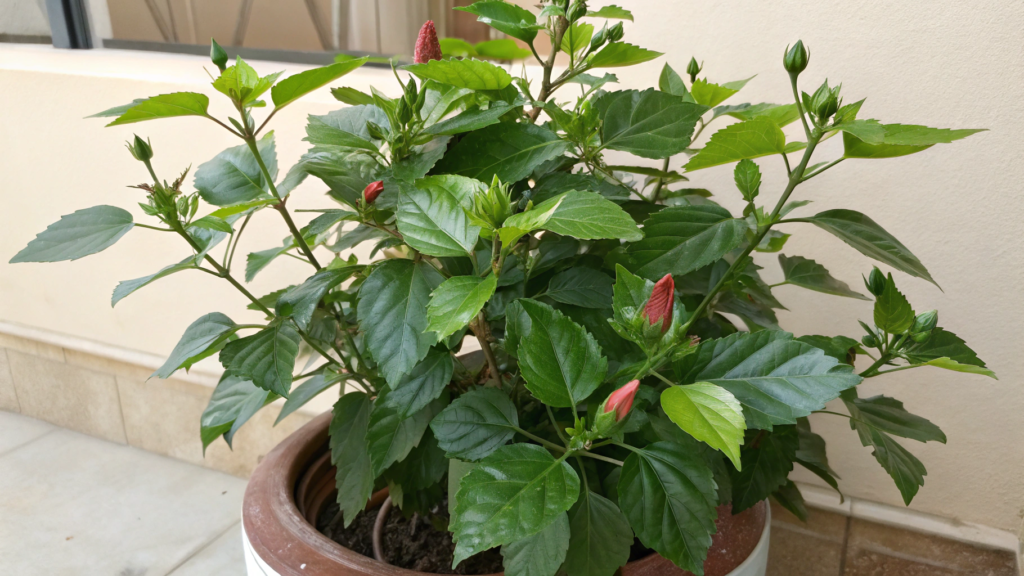 Understanding Why Hibiscus Stop Blooming
